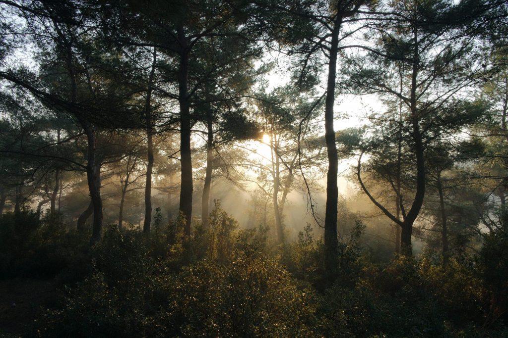 Living Presence Retreat Day: A journey towards authentic connection